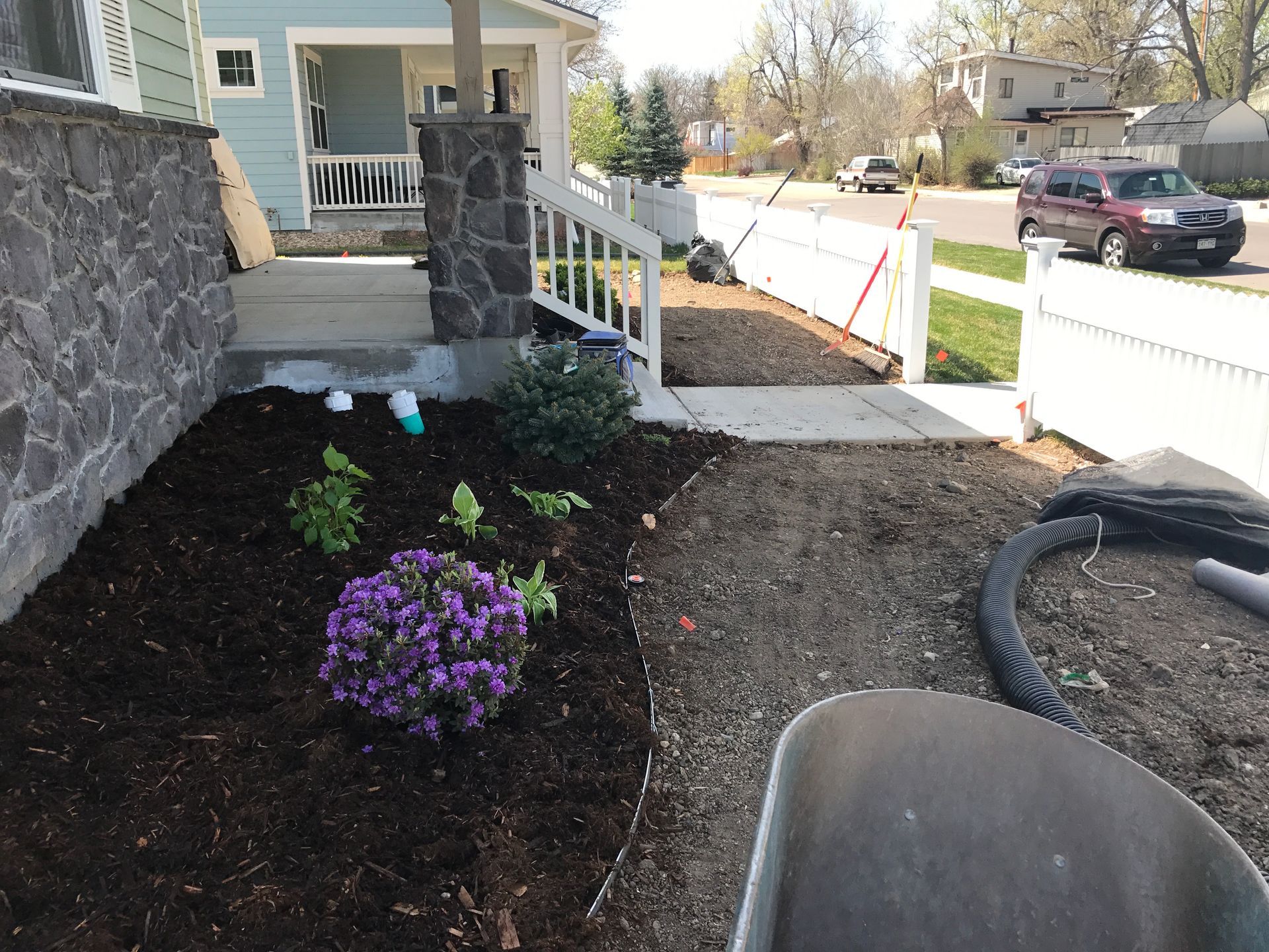 Front yard landscaping with purple flowers, mulch, and a walkway next to a white picket fence.