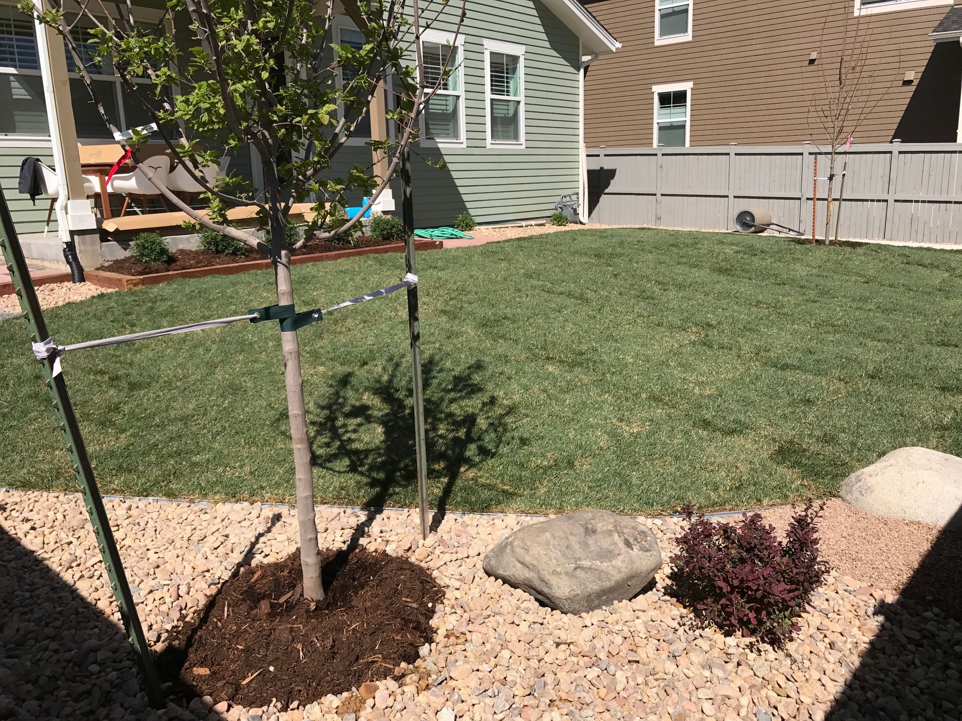 Young tree with support system in a newly landscaped yard.