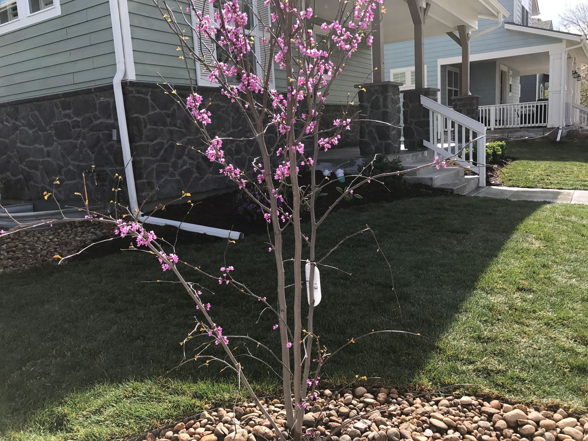Pink-flowered tree in front yard with new grass; house and porch in background.