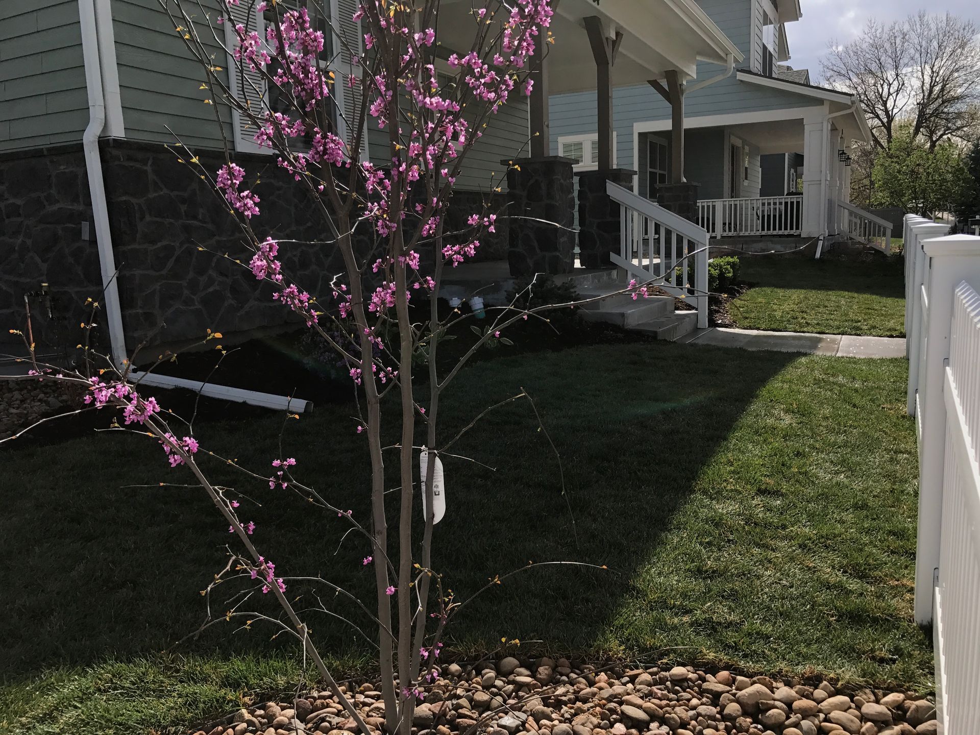 A young tree with pink blossoms in front of a light green house with a porch and white fence.
