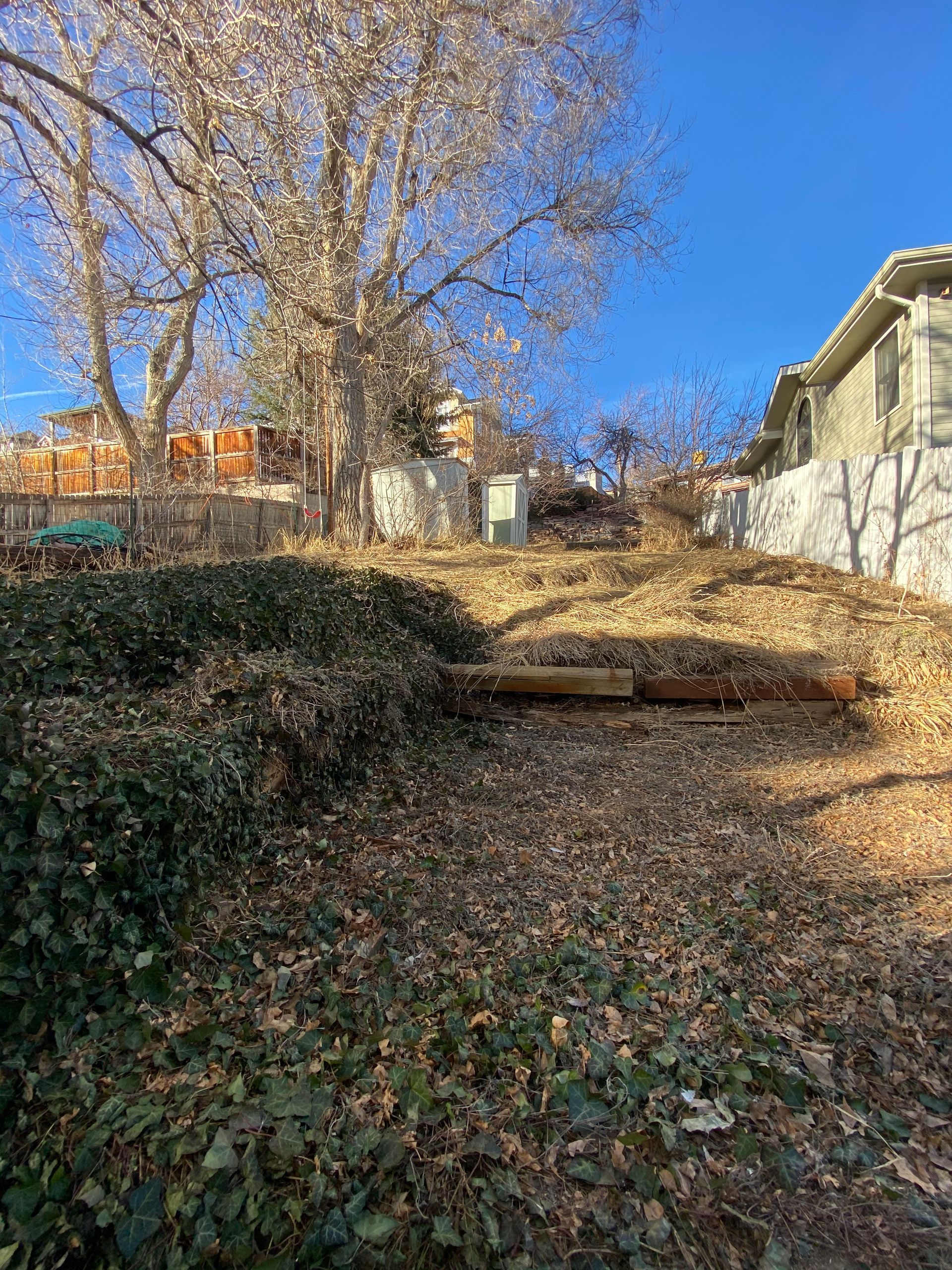Overgrown yard with fallen leaves, a large tree, and a hillside, under a blue sky.