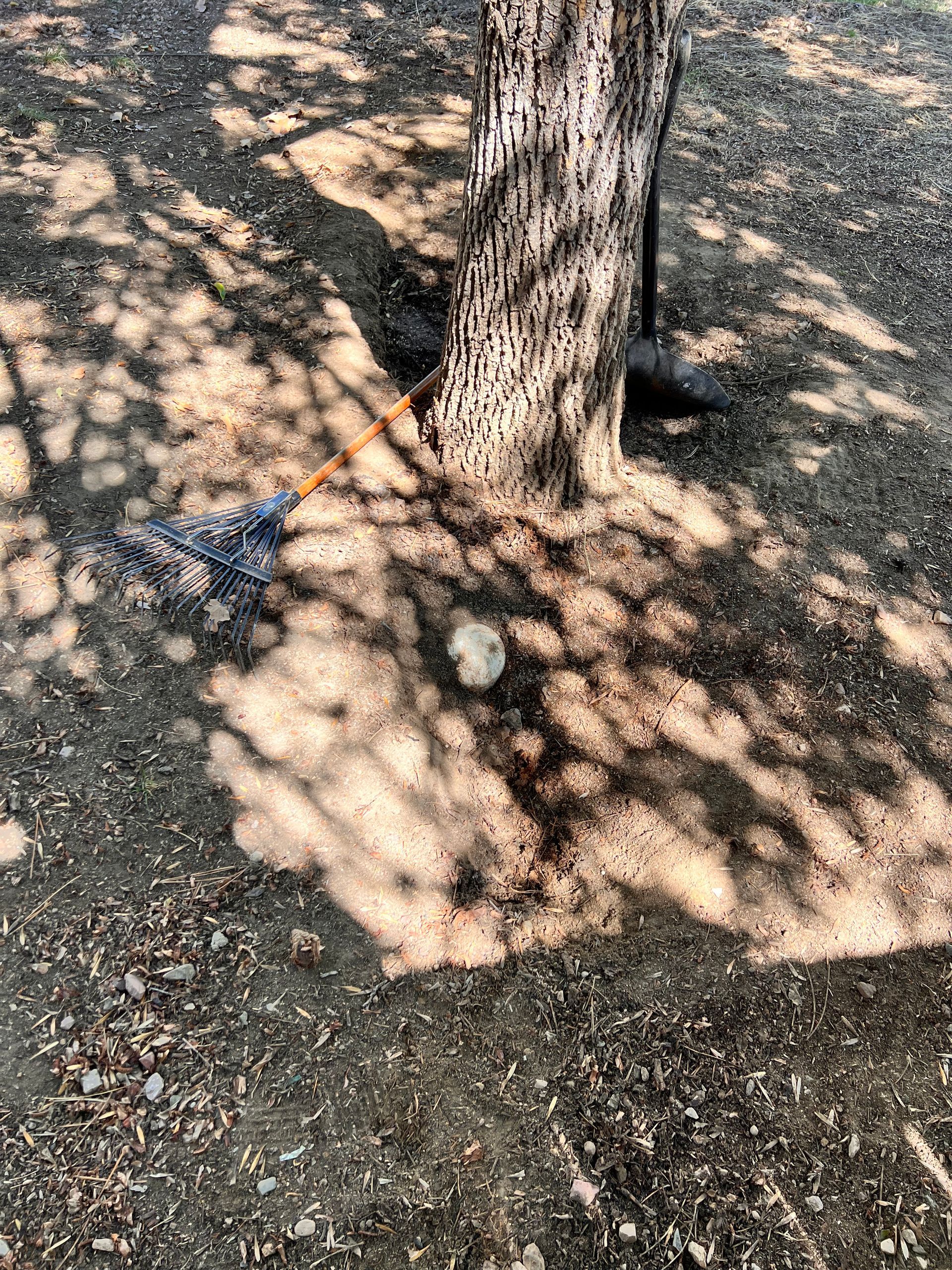 Brown tree trunk on dry ground with a small, pale-colored object at its base; shadows.