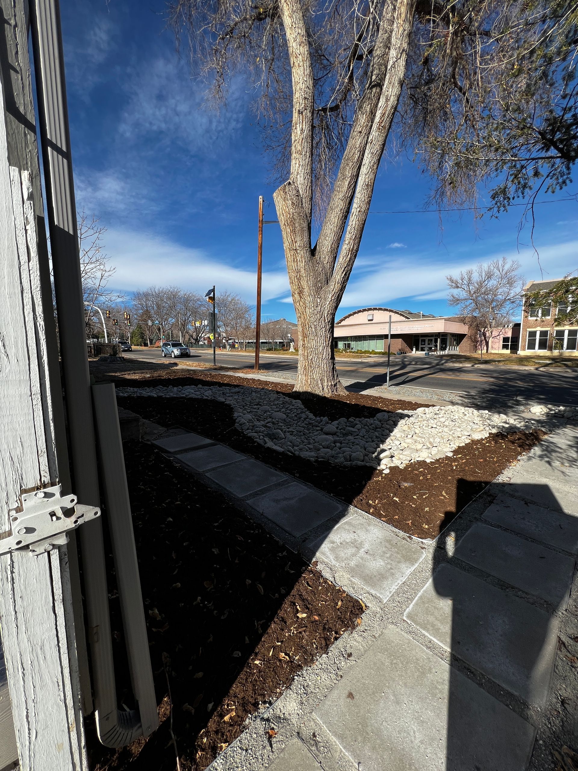 Tree surrounded by dark mulch and light rocks in front of a sidewalk on a sunny day.