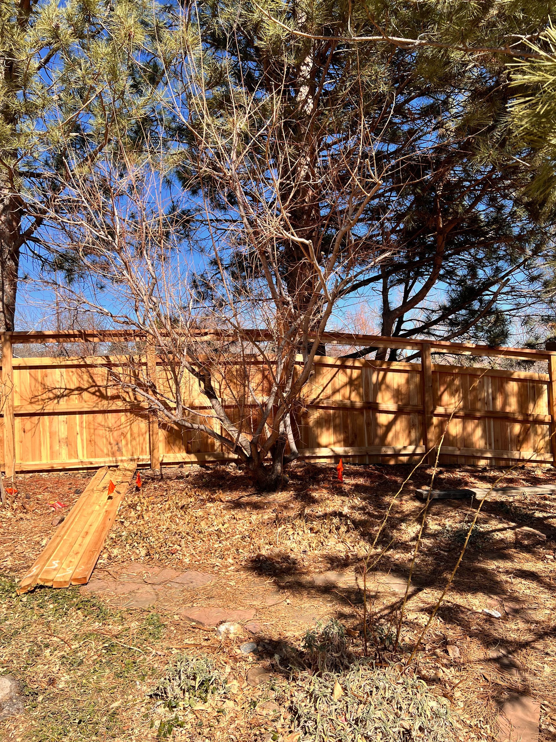 A tree with brown branches against a wooden fence, with some shadows and orange markers on the ground.