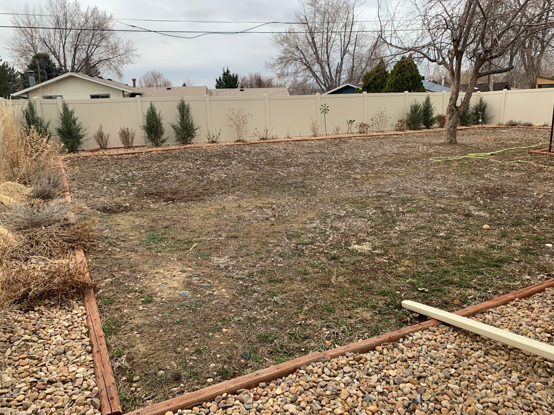 Backyard with dry grass, tan fence, and some small evergreen trees.