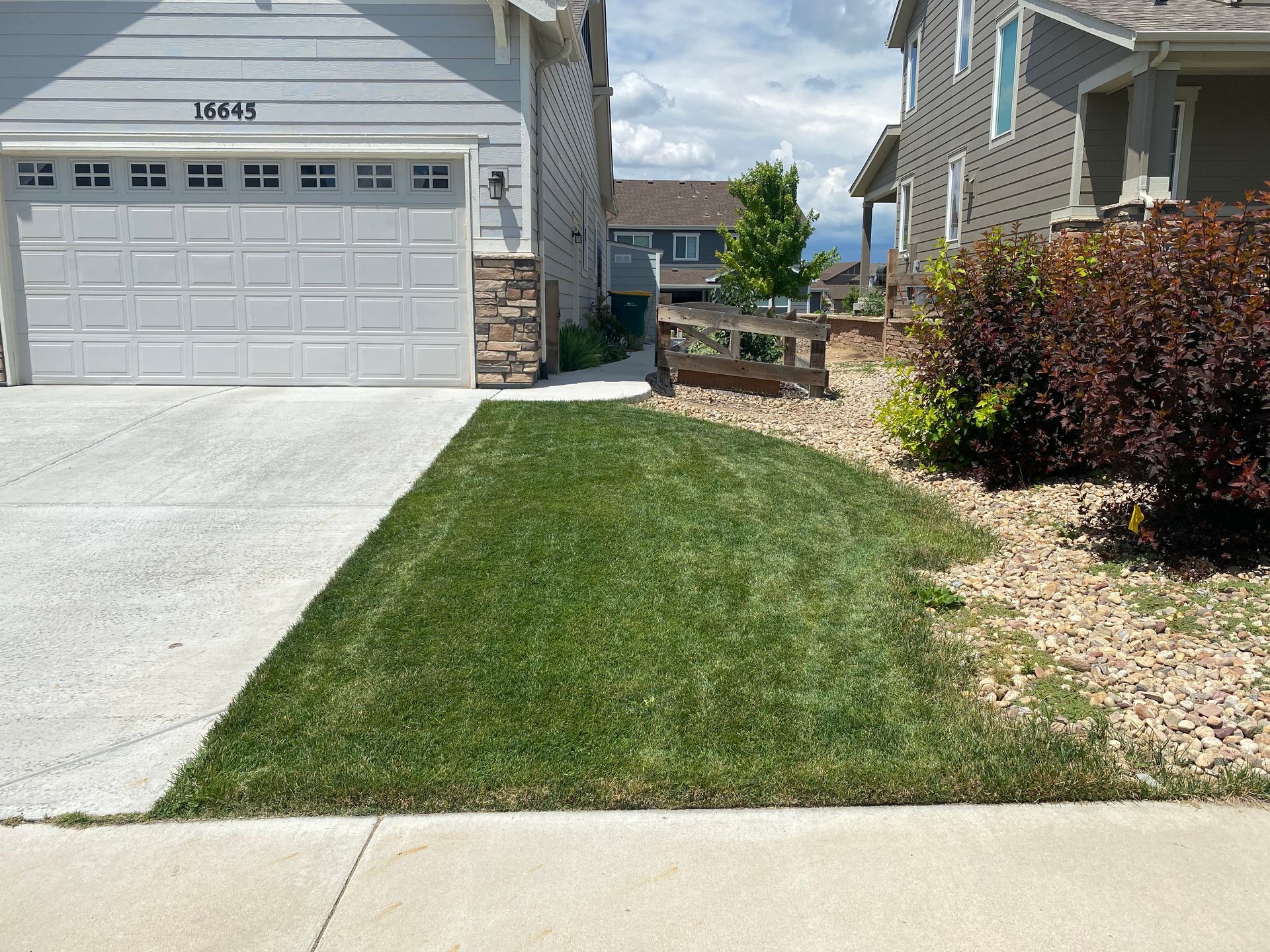 Lush green lawn next to a driveway and sidewalk in front of a house.