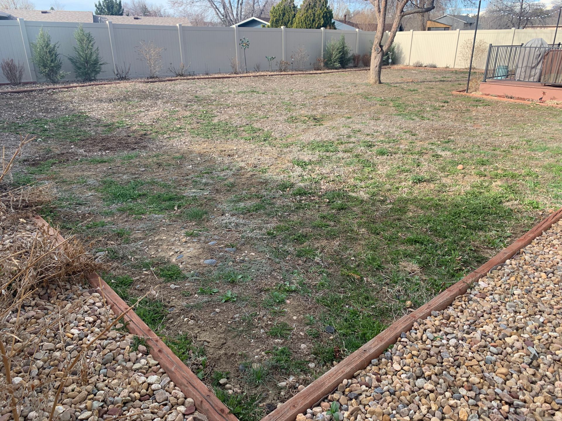Backyard with patchy brown and green grass, bordered by rocks and a white fence.