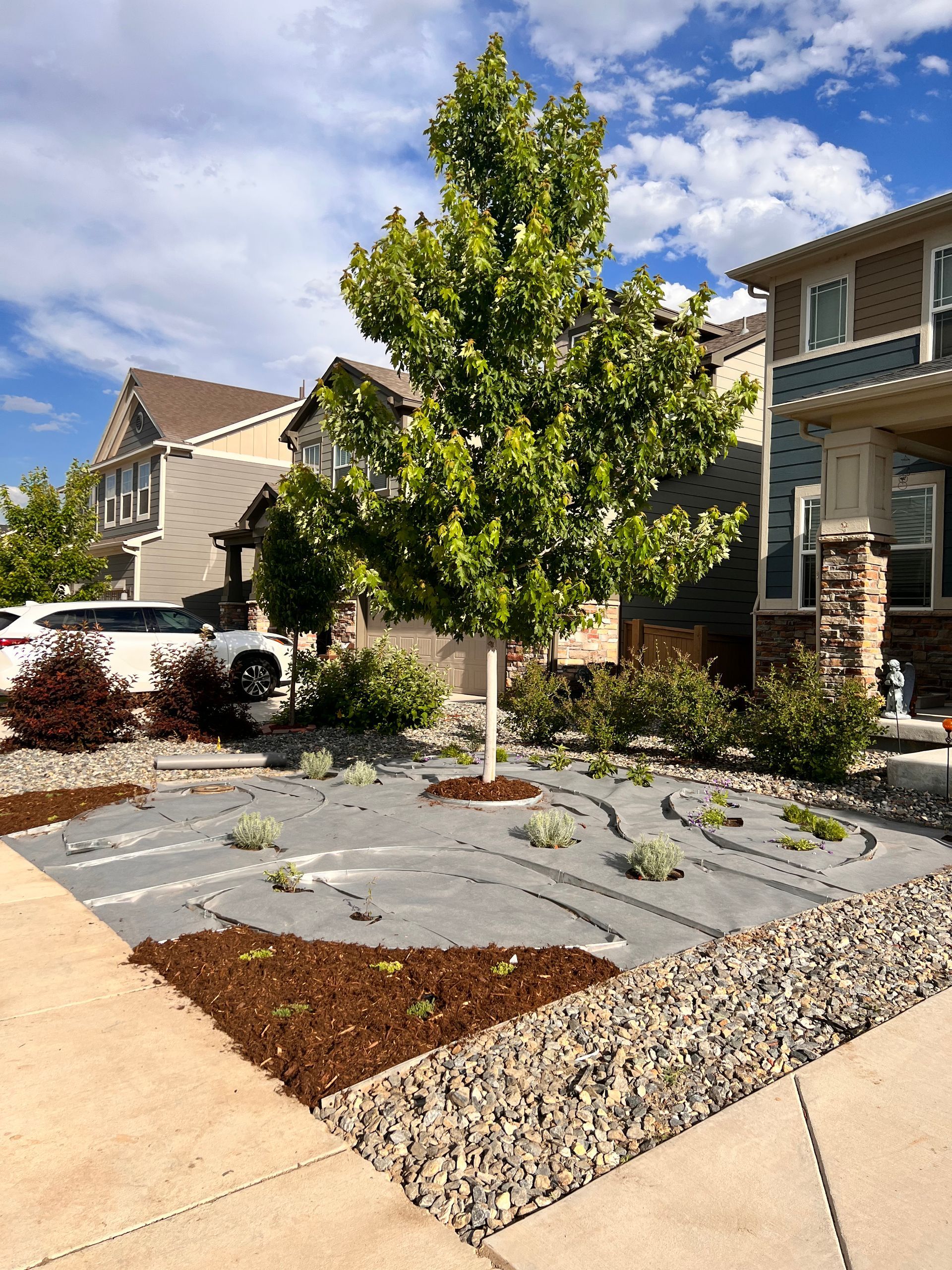 A tree and landscaped yard in front of houses; gravel border, mulch, and gray fabric with plants.