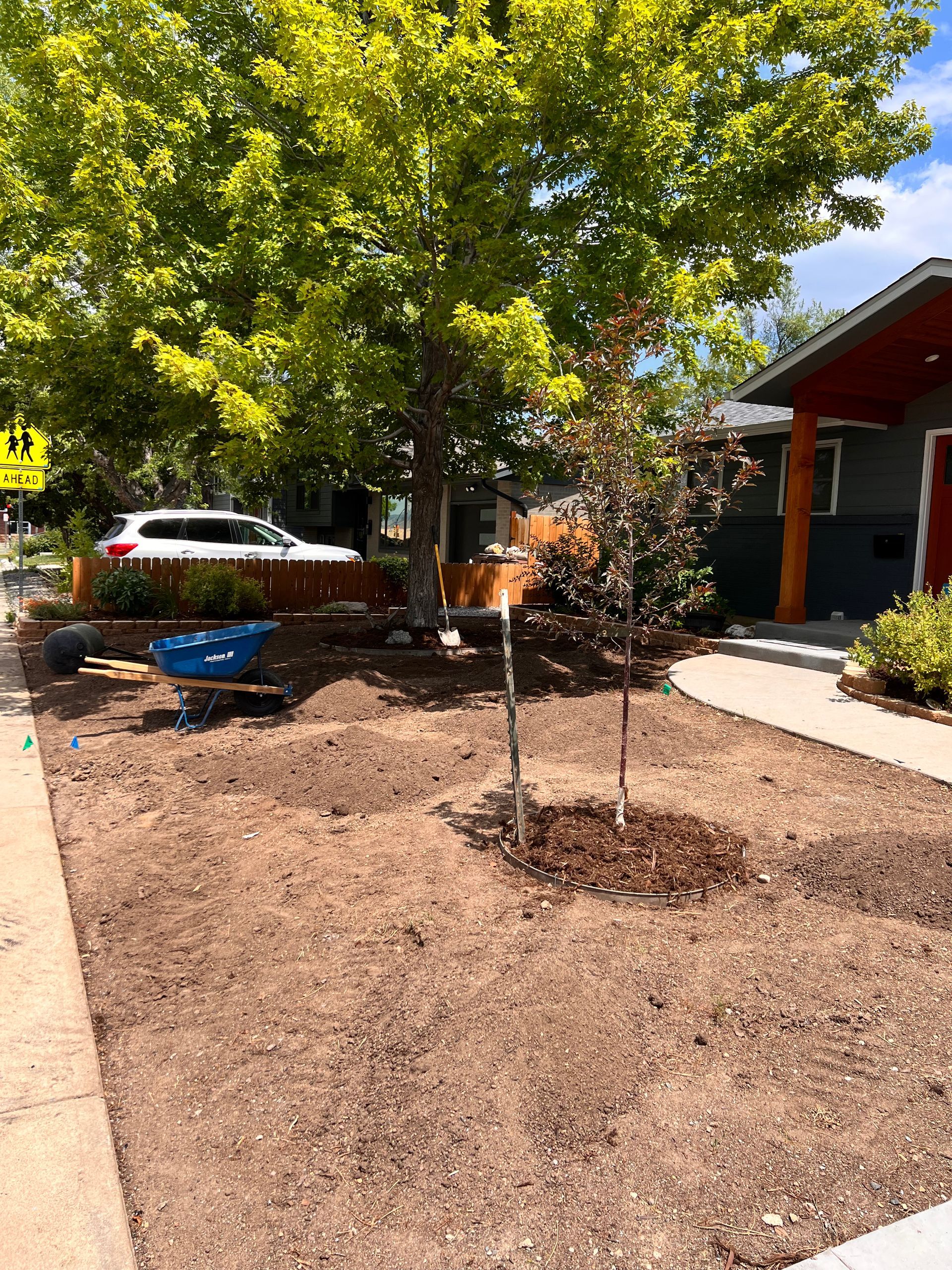 A newly landscaped yard with a small tree and a larger tree, and a sidewalk.