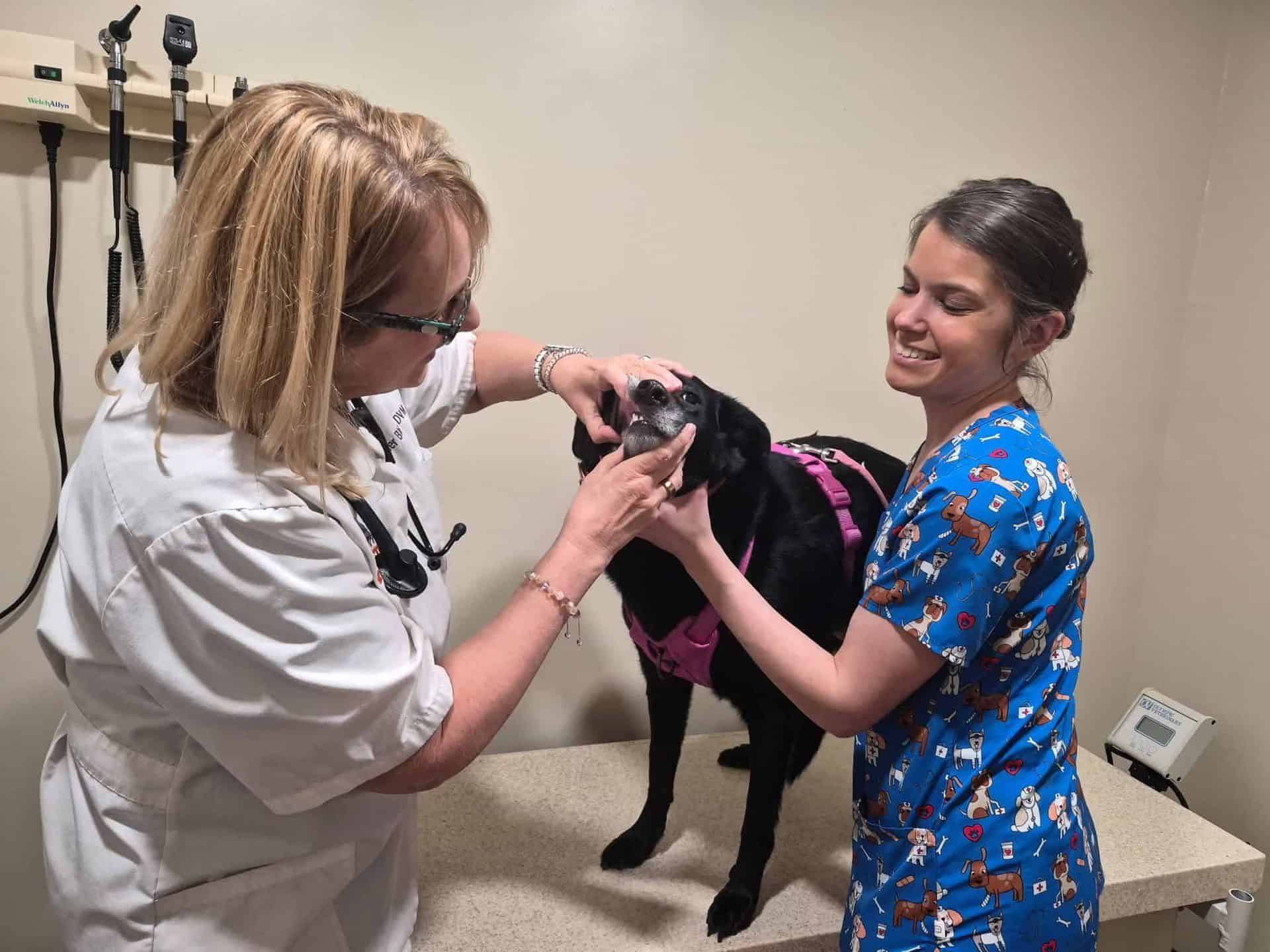Black dog with Vet