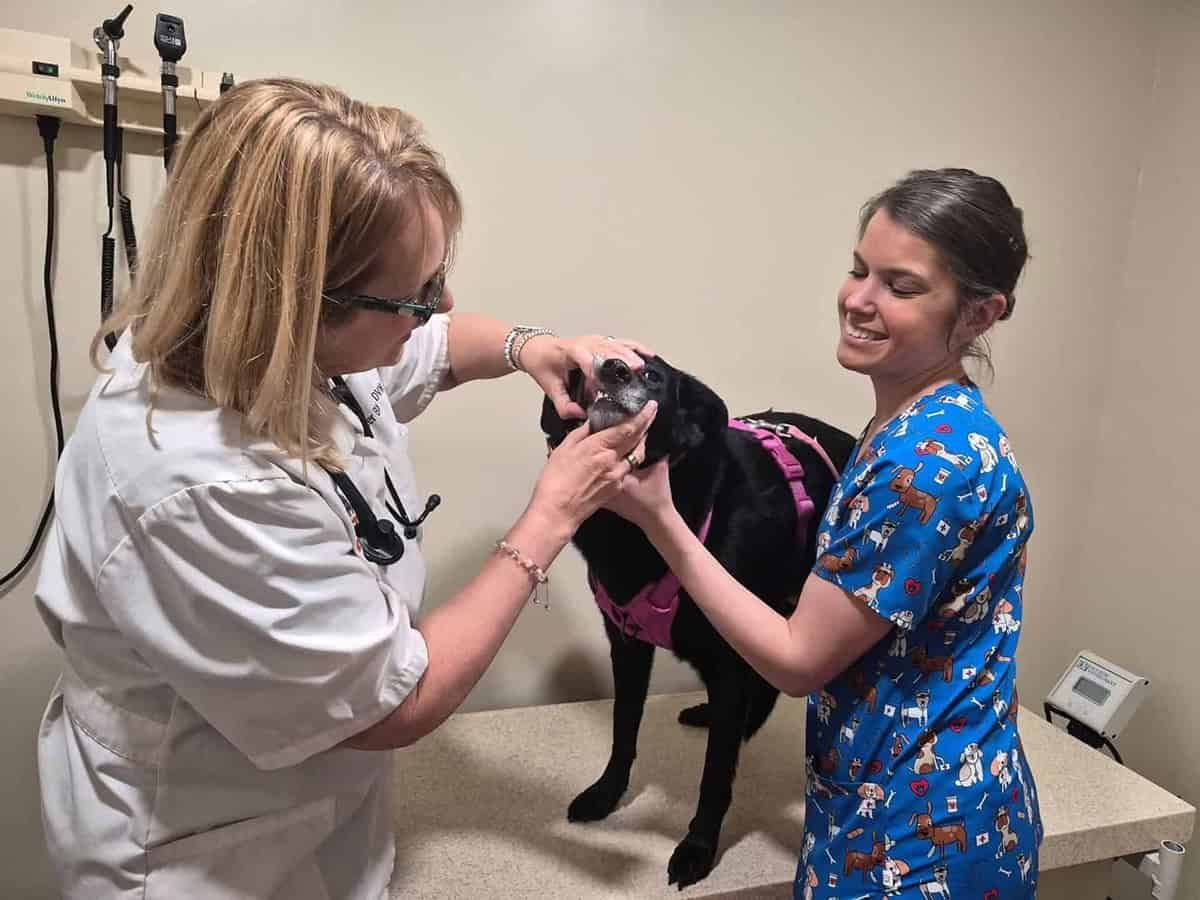 Black Dog with Vet