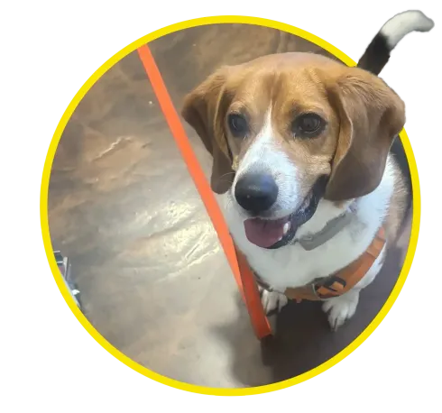 Brown-and-white beagle wearing an orange harness, sitting indoors and looking up with its mouth open.