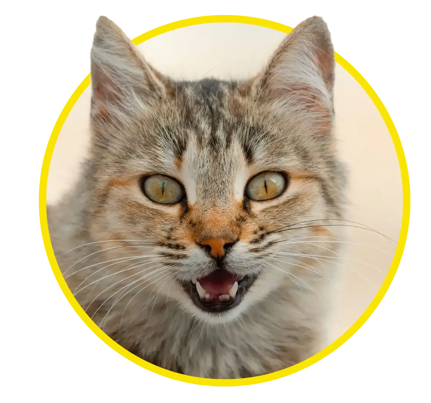 Fluffy gray tabby cat with mouth open against a soft beige background