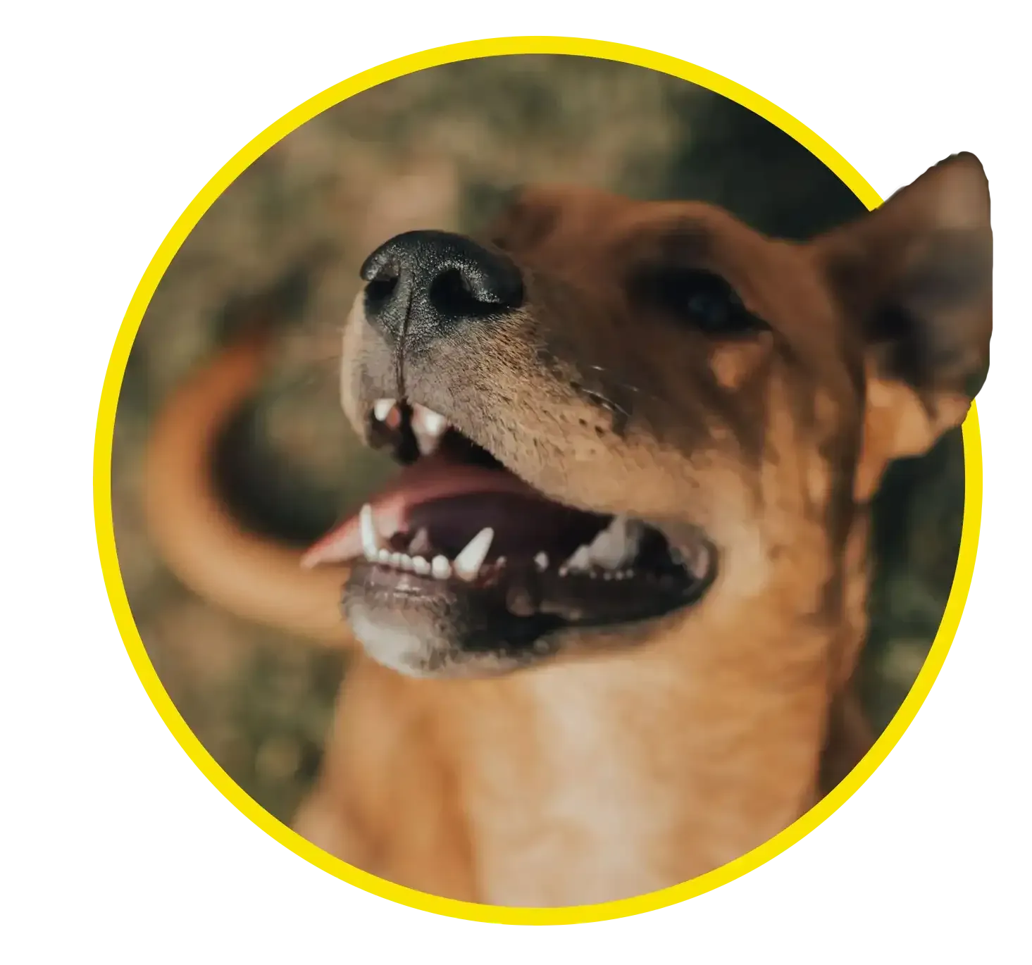 Close-up of a tan dog with mouth open, framed by a yellow circular border