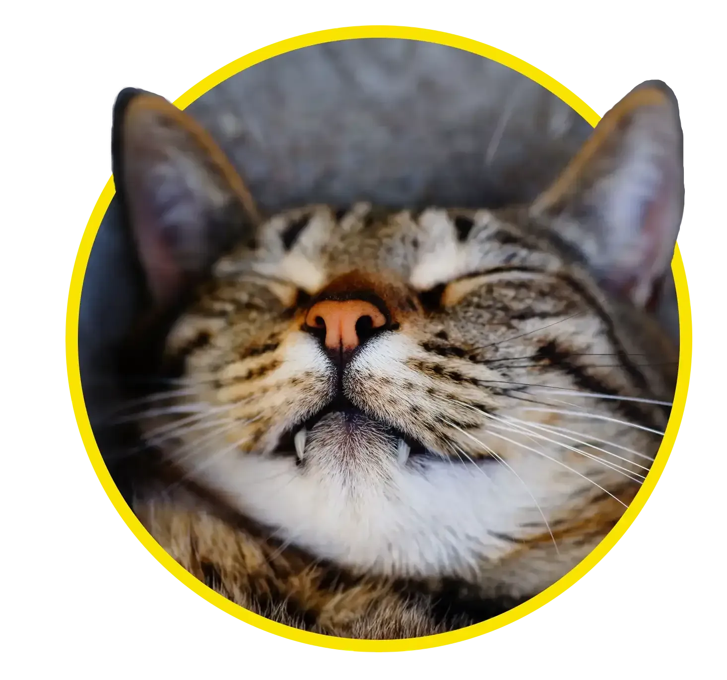 Close-up of a tabby cat’s face with eyes closed, pink nose, and white whiskers