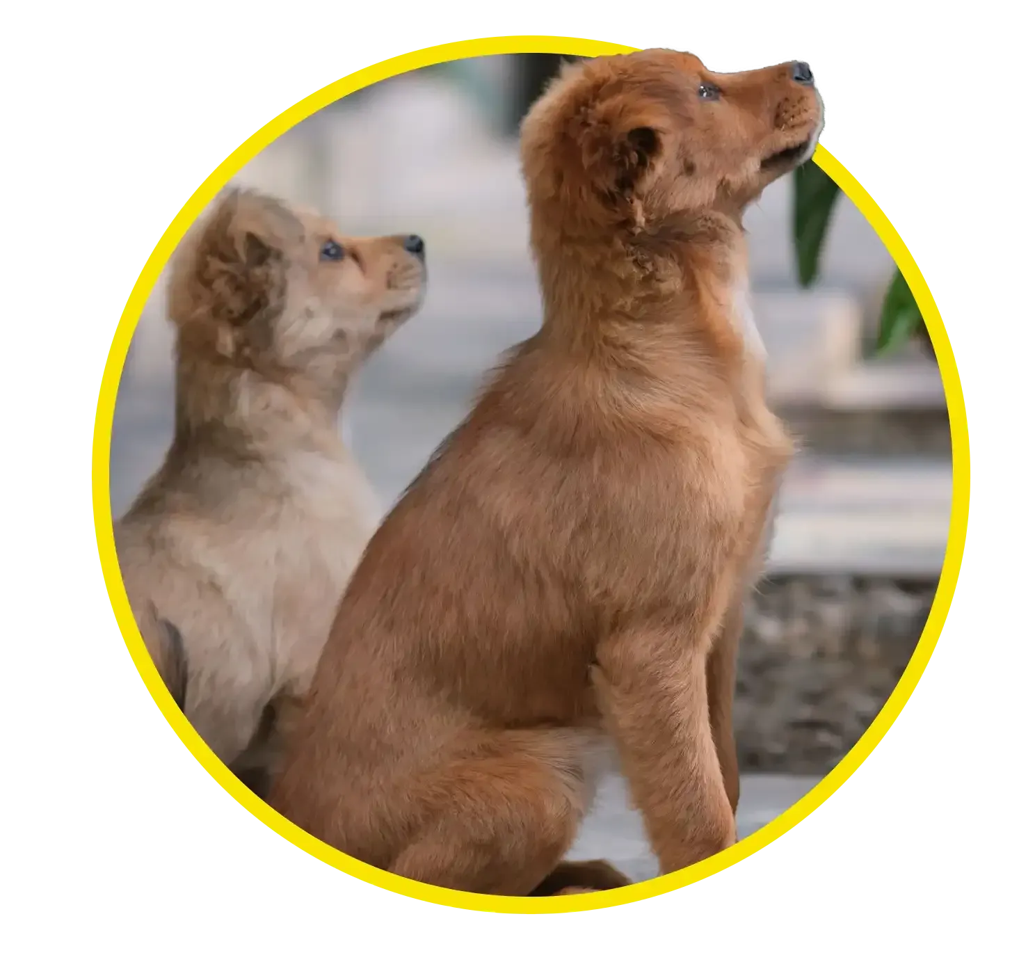 Two puppies sitting on a concrete path, looking upward outdoors.