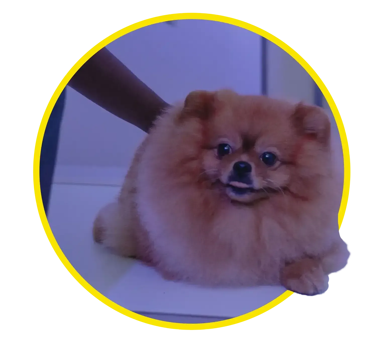 Fluffy brown Pomeranian sitting on a white grooming table, with a person’s hand nearby