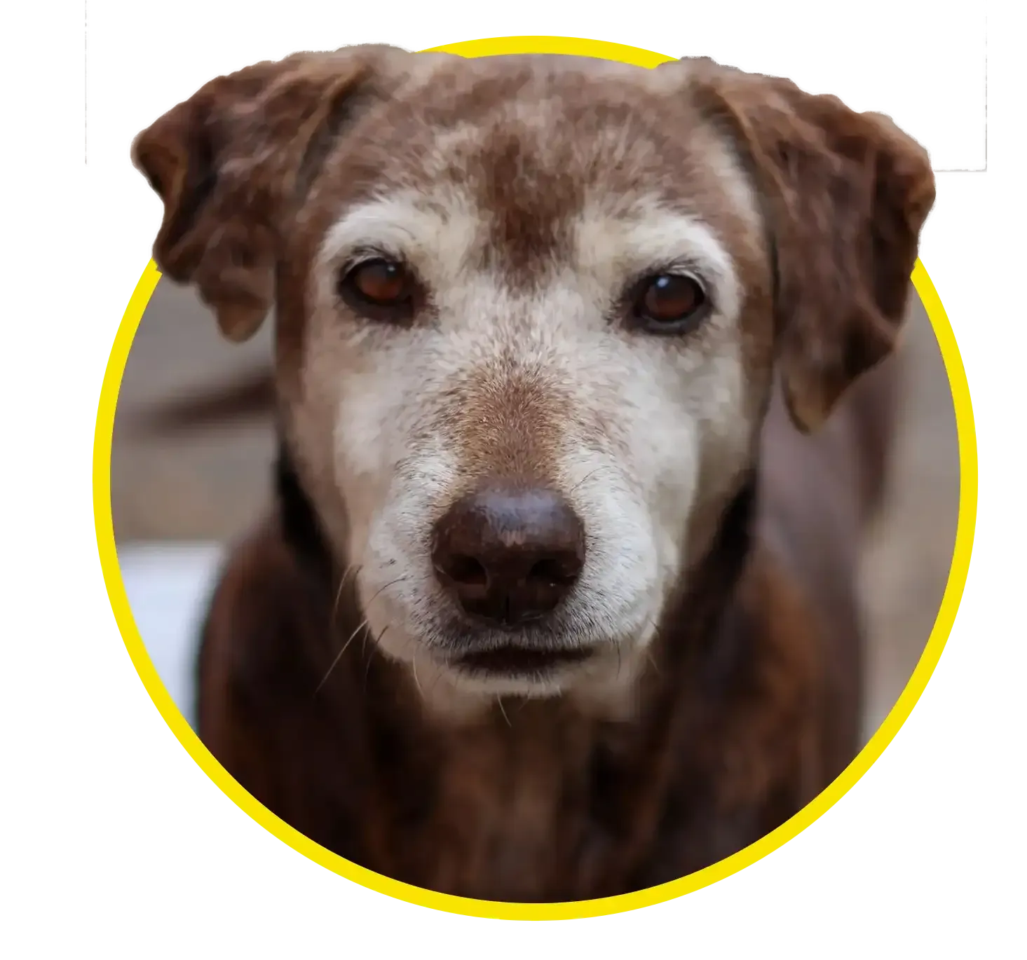 Brown dog with a gray muzzle looking at the camera against a blurred background