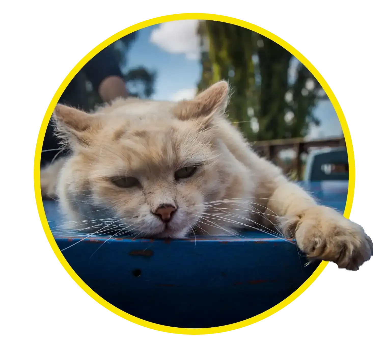 Sleepy cream-colored cat resting its paw on a blue surface outdoors