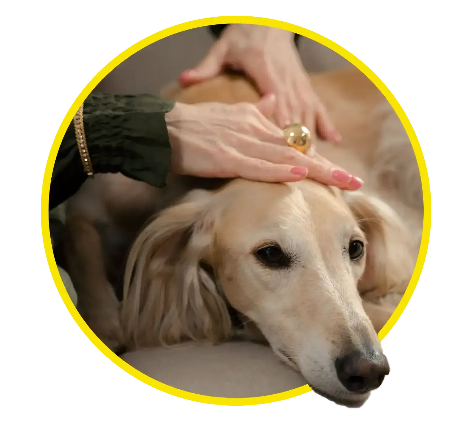Golden retriever lying on a couch while a person gently pets its head