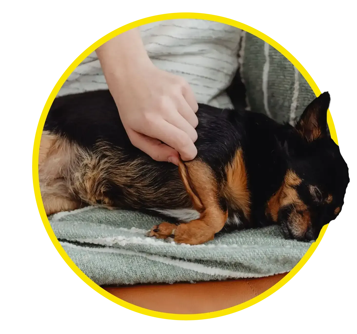 Small dog sleeping on a green blanket-covered couch while a hand gently pets its back.