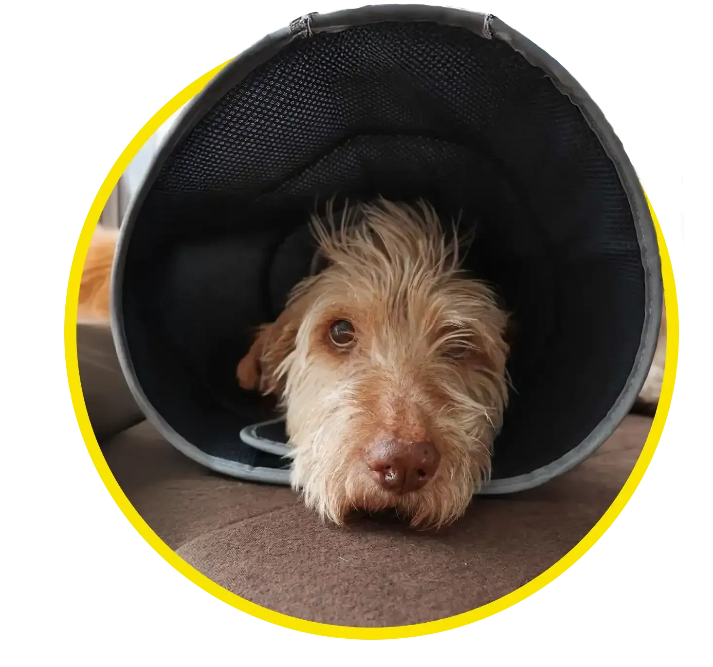 Brown dog resting with its head out of a black cone collar on a brown couch