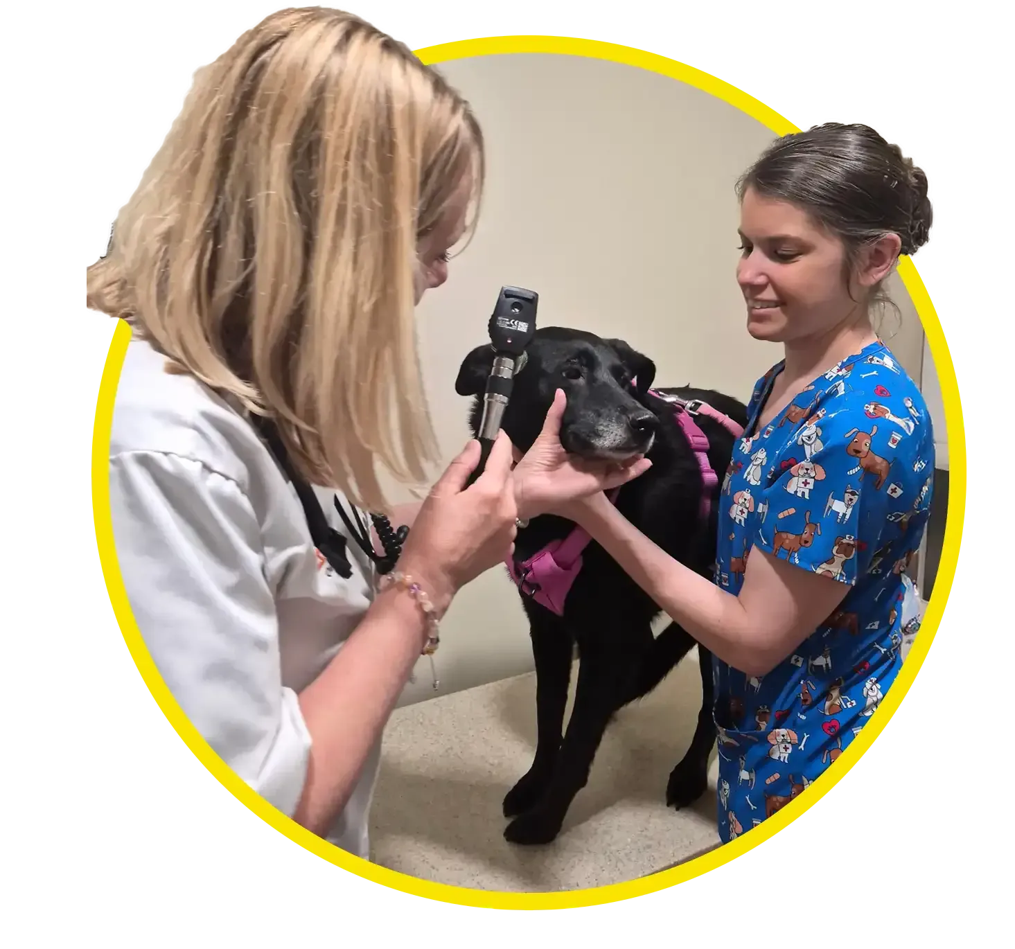 Dog getting exam in yellow frame