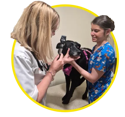 Veterinarian examining a black dog on a clinic exam table while a nurse steadies it