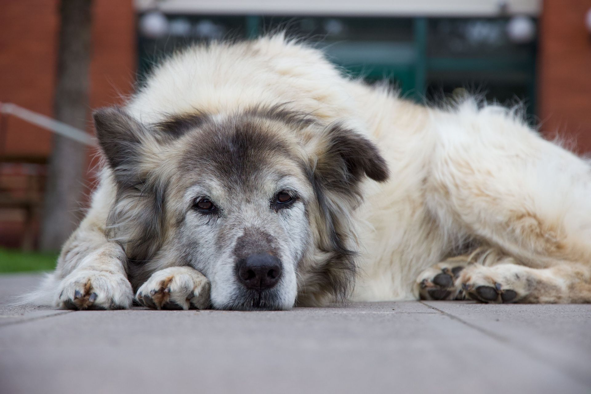 Old dog