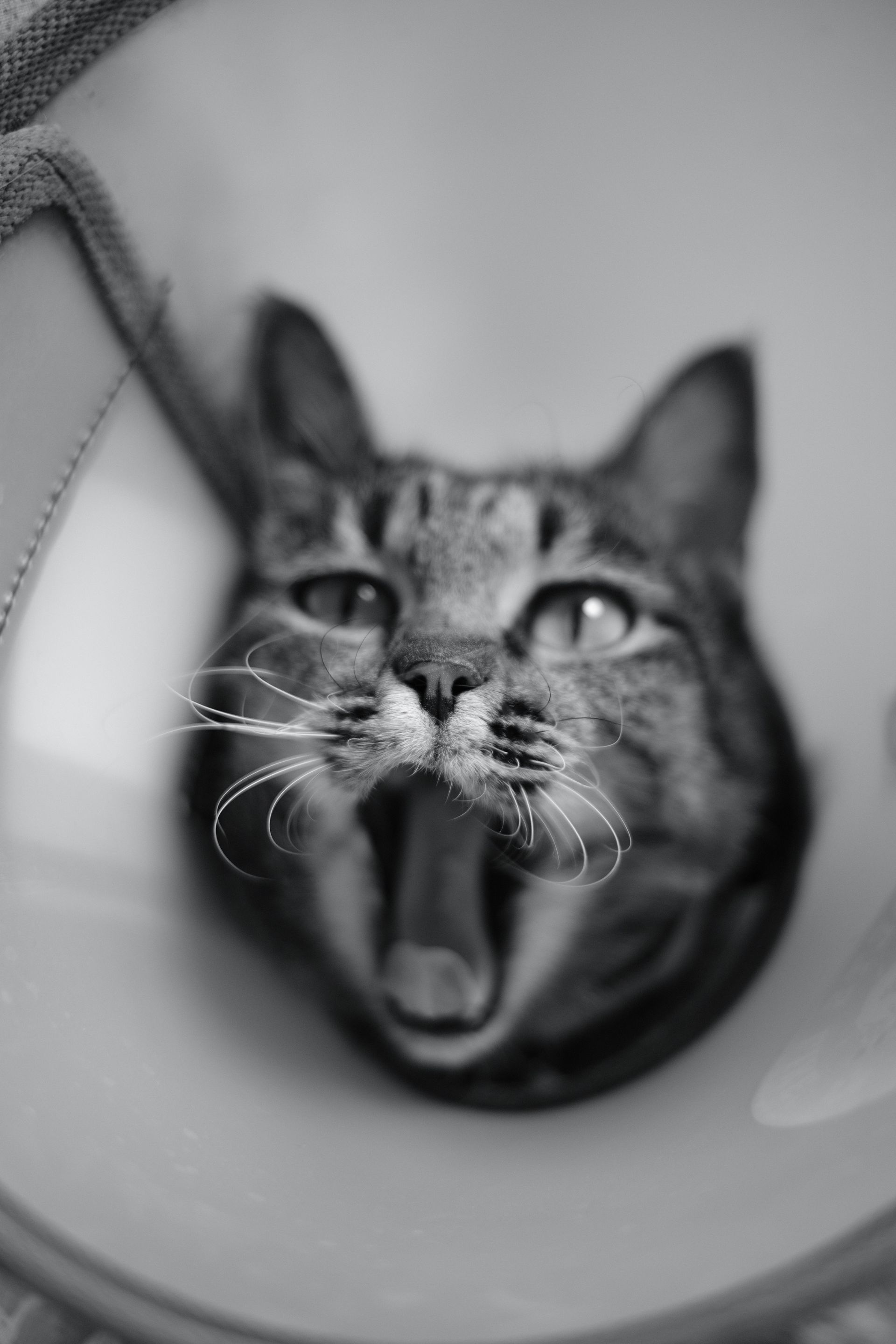 Black-and-white cat yawning while wearing an e-collar