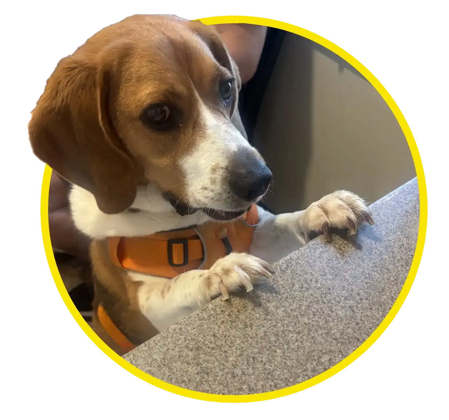 Dog at vet office with orange harness in yellow frame