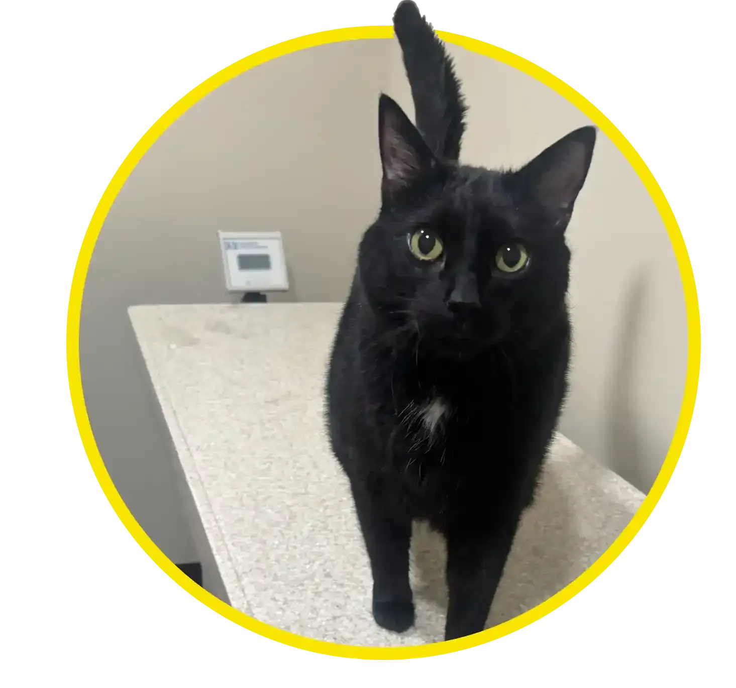Black cat in yellow frame
