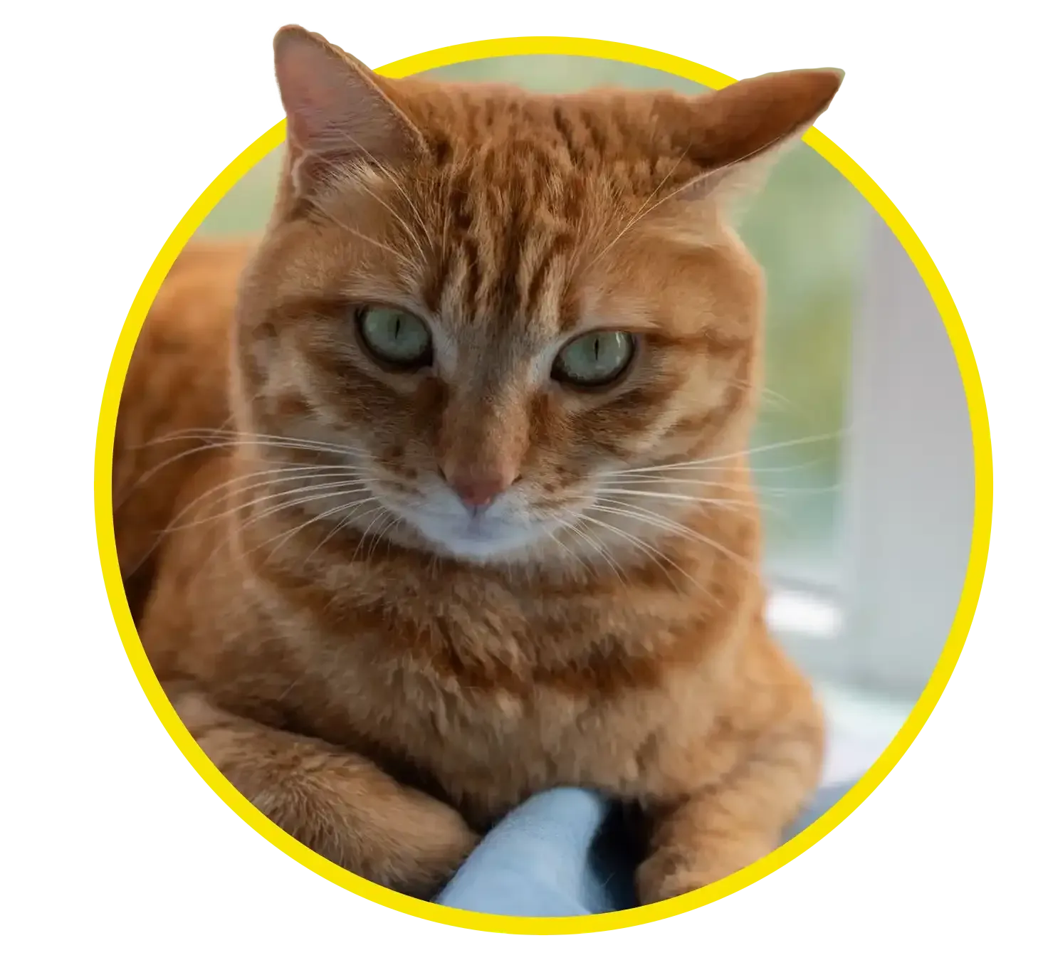 Orange tabby cat resting on a blue blanket by a window