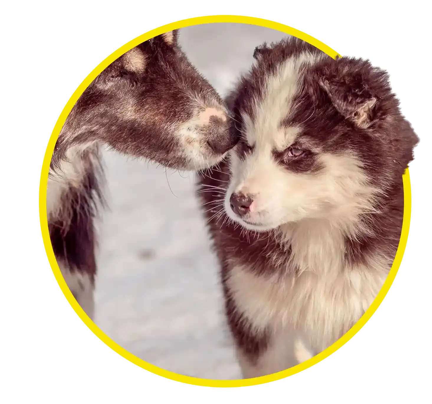 Dog and puppy in yellow frame