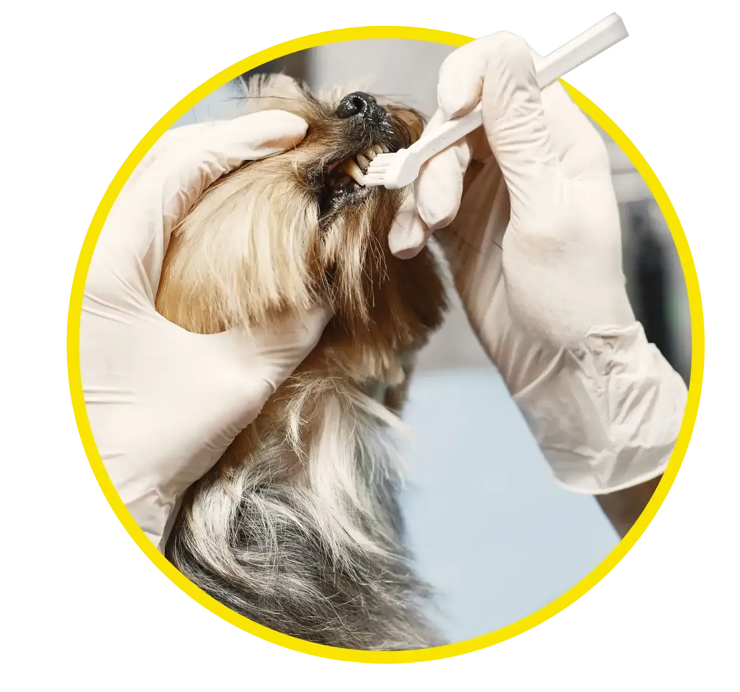 Gloved hands brushing teeth of a small dog with a yellow circular border