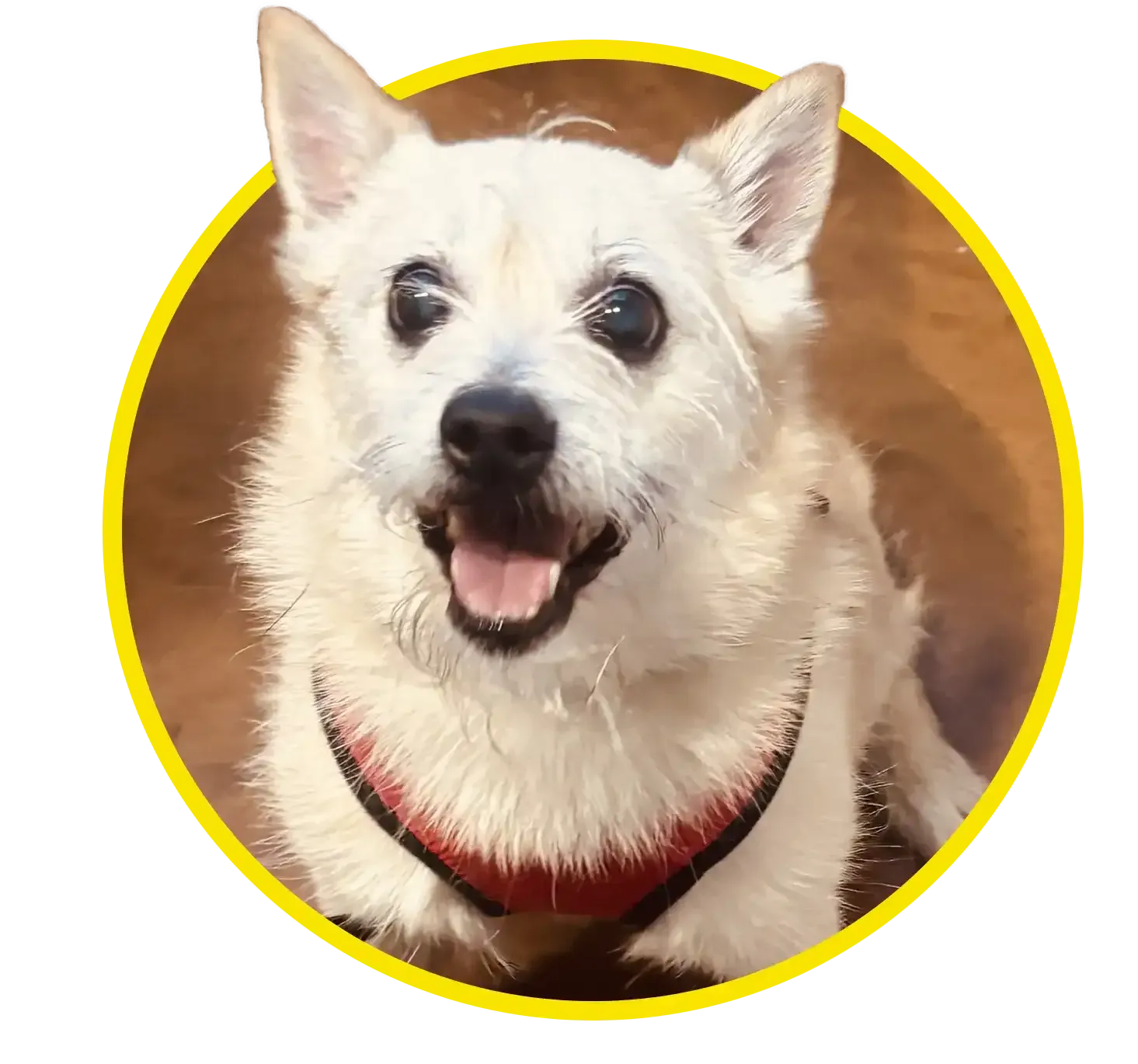 Dog at clinic in yellow frame