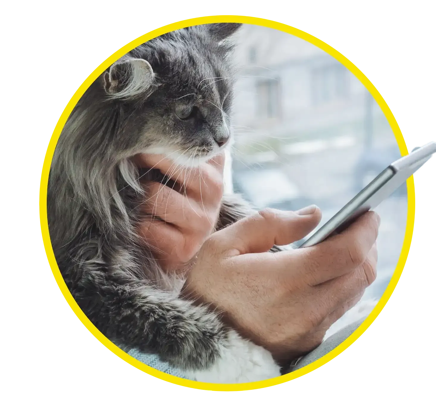 Man sitting on a couch using a smartphone as a cat approaches beside him