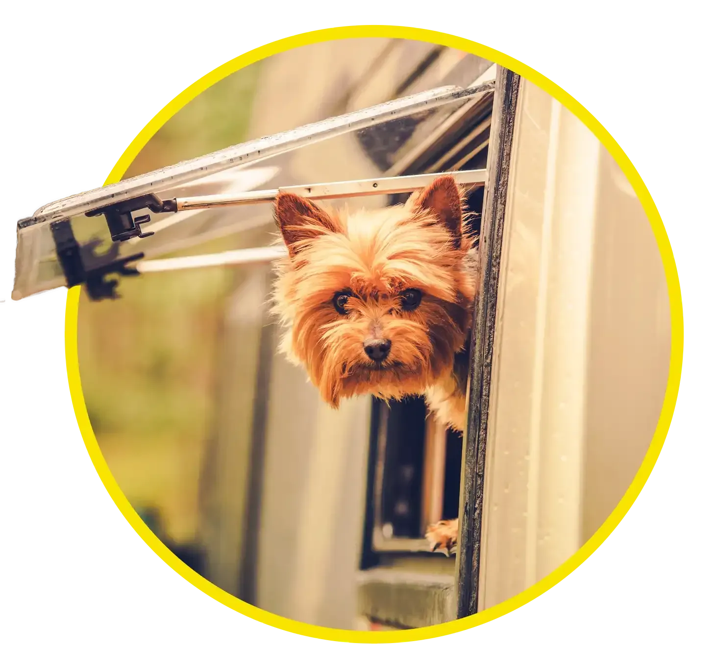 Small dog peeking out from a camper van window with awning extended