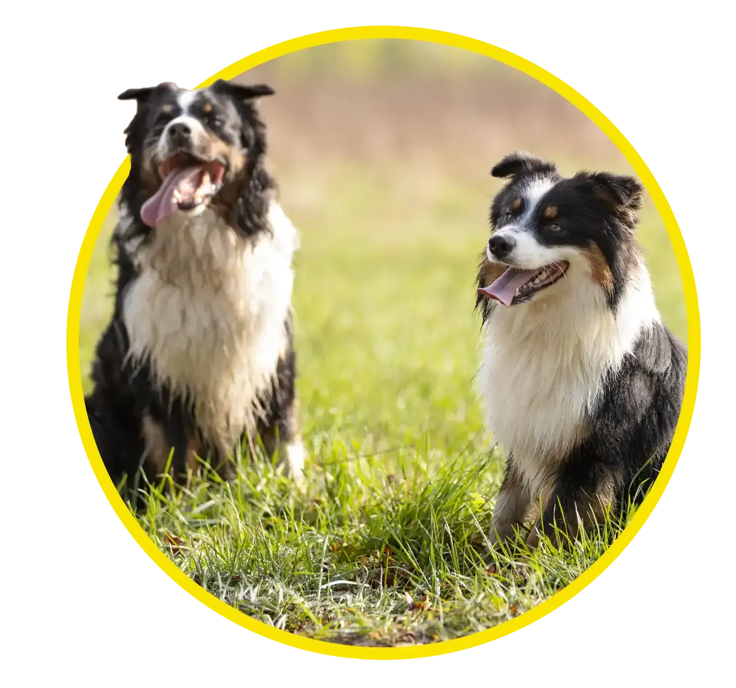 Two black-and-white dogs sitting in grassy field, one panting, one looking right