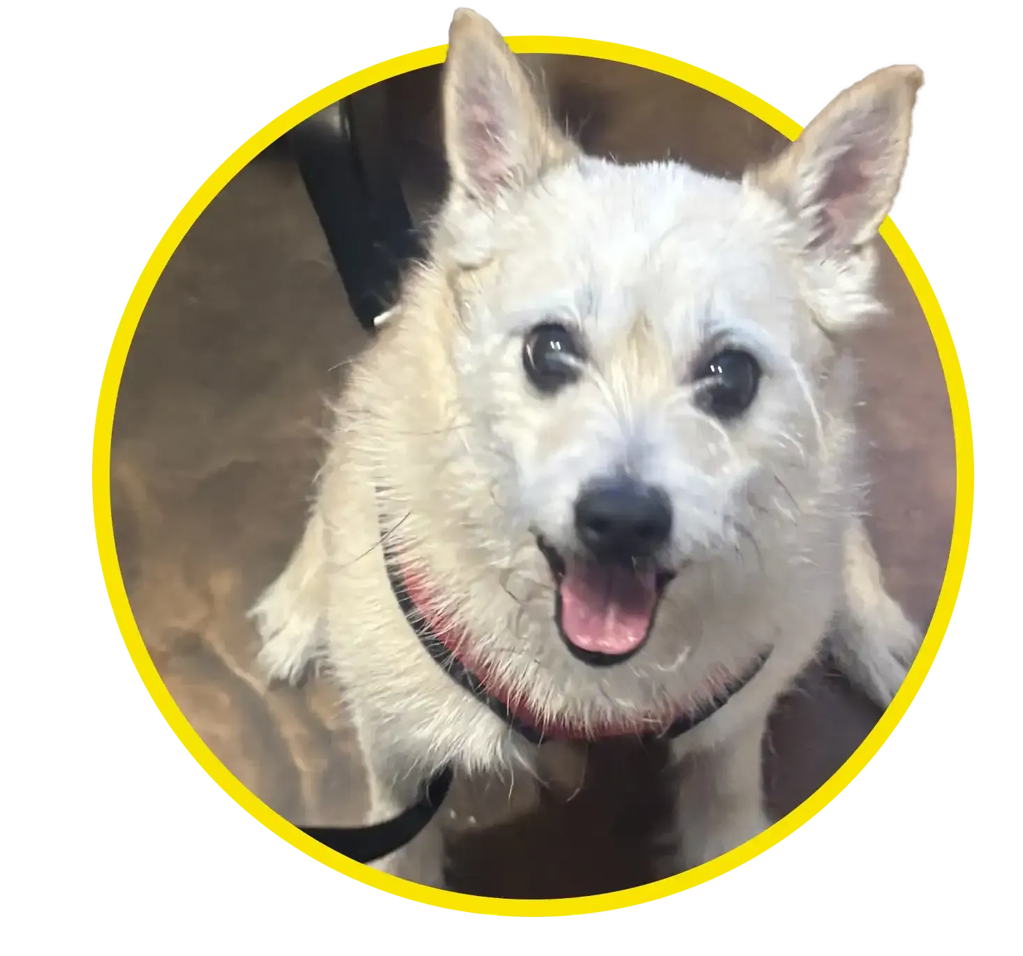 Small white dog on a leash, sitting on a shiny floor and looking up with its tongue out.
