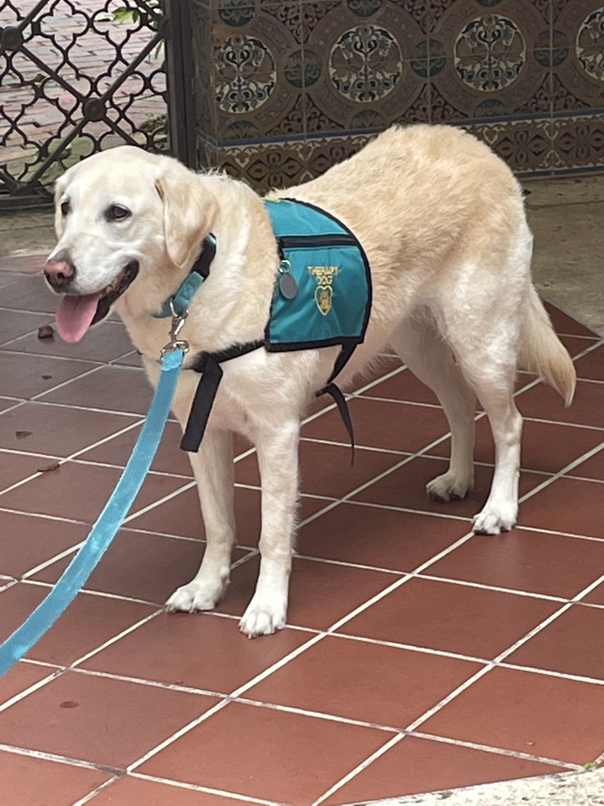 Yellow Labrador service dog wearing a teal vest, on a brick patio, tongue out.