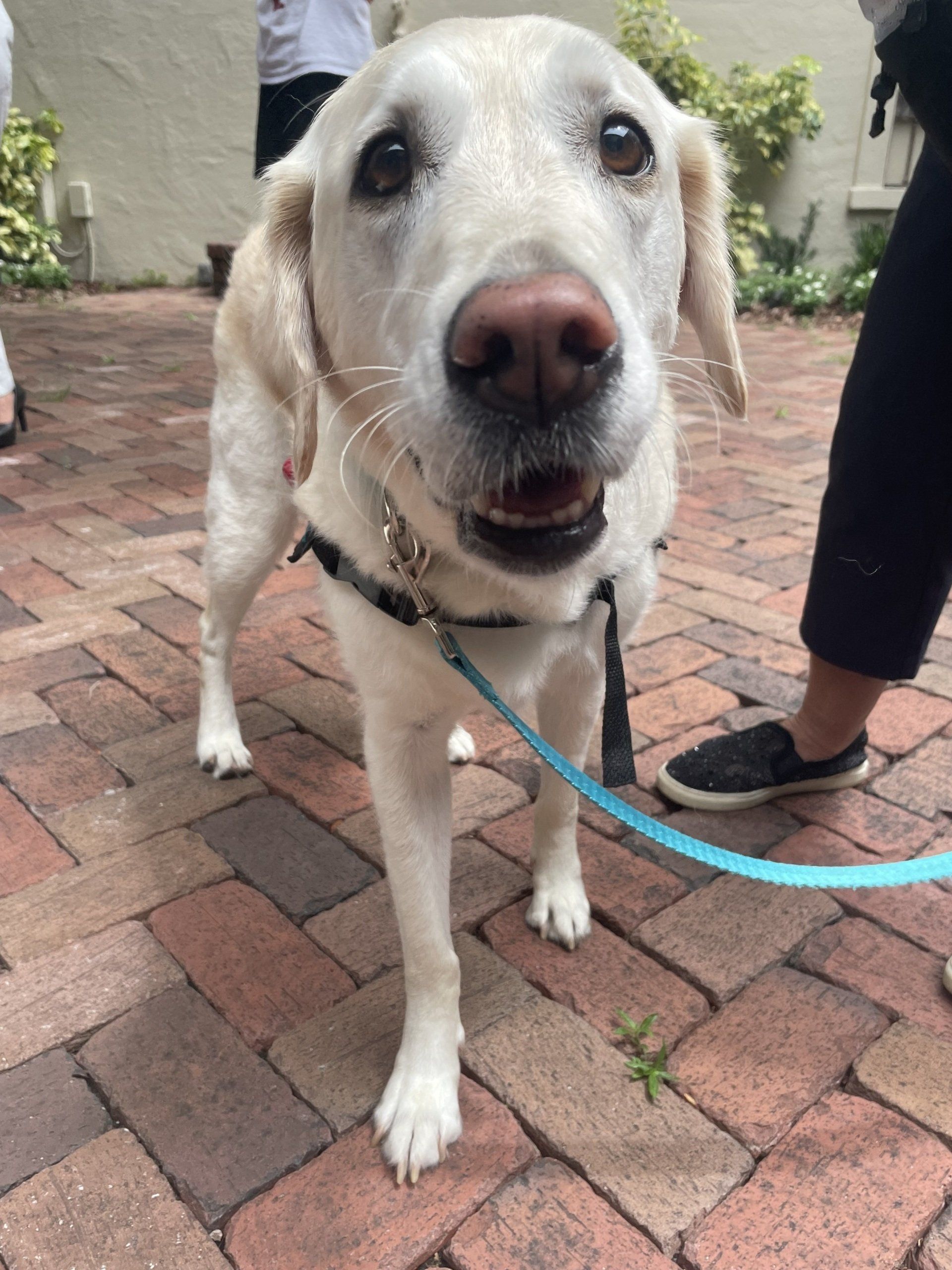 Yellow lab on a leash stands on brick, looking at camera with open mouth.