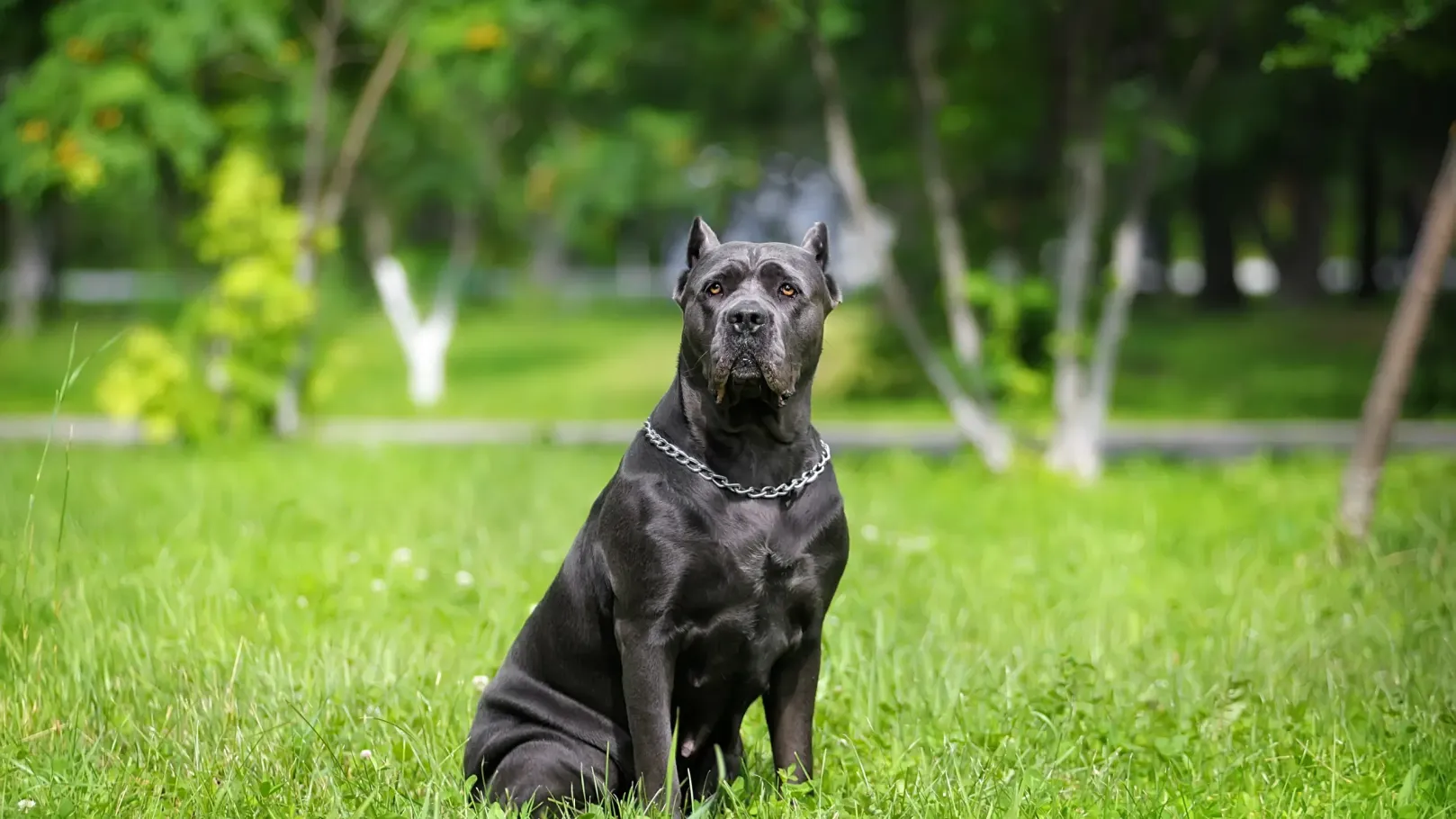 dog breeding near me