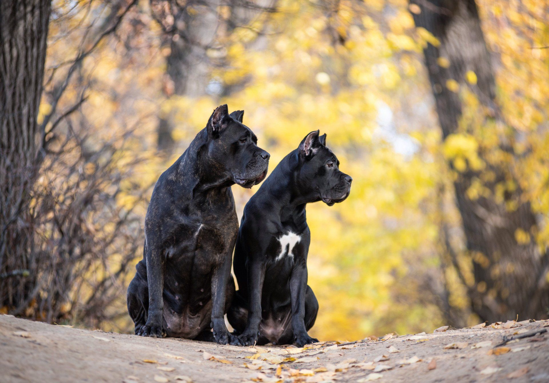 cane corso dog