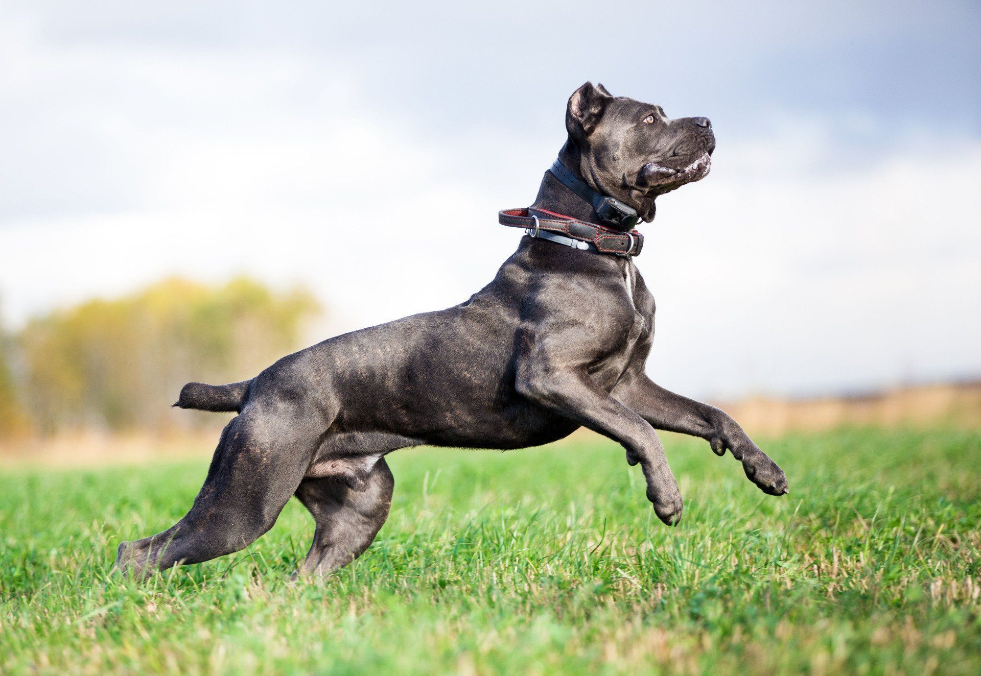 best dog breed in burlison tn