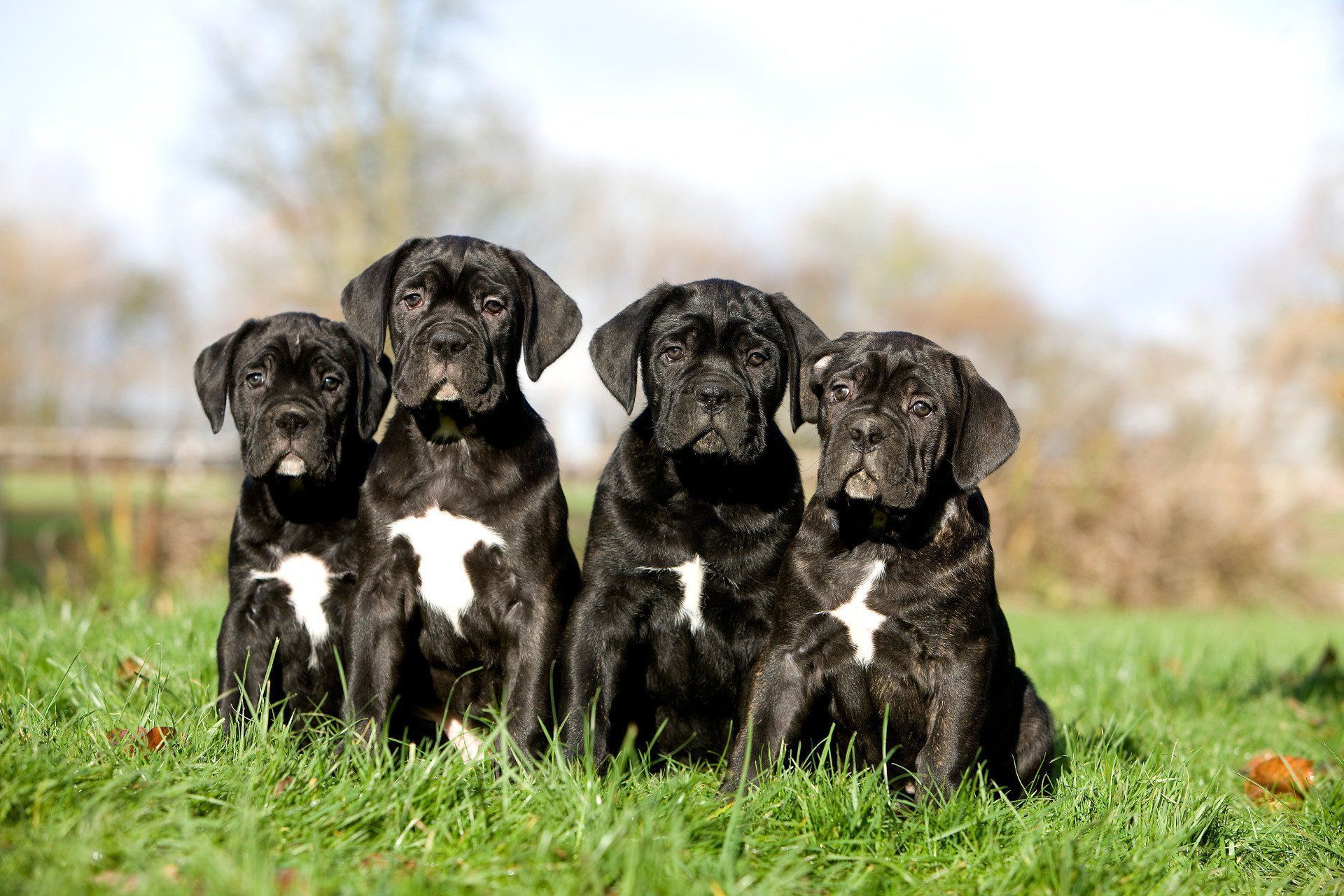 cane corso puppies burlison tn