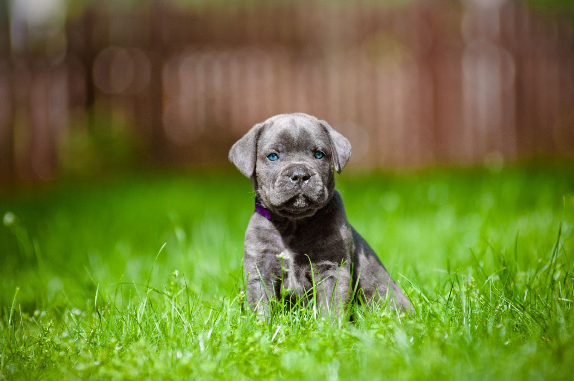 cute cane corso puppy in burlison tn