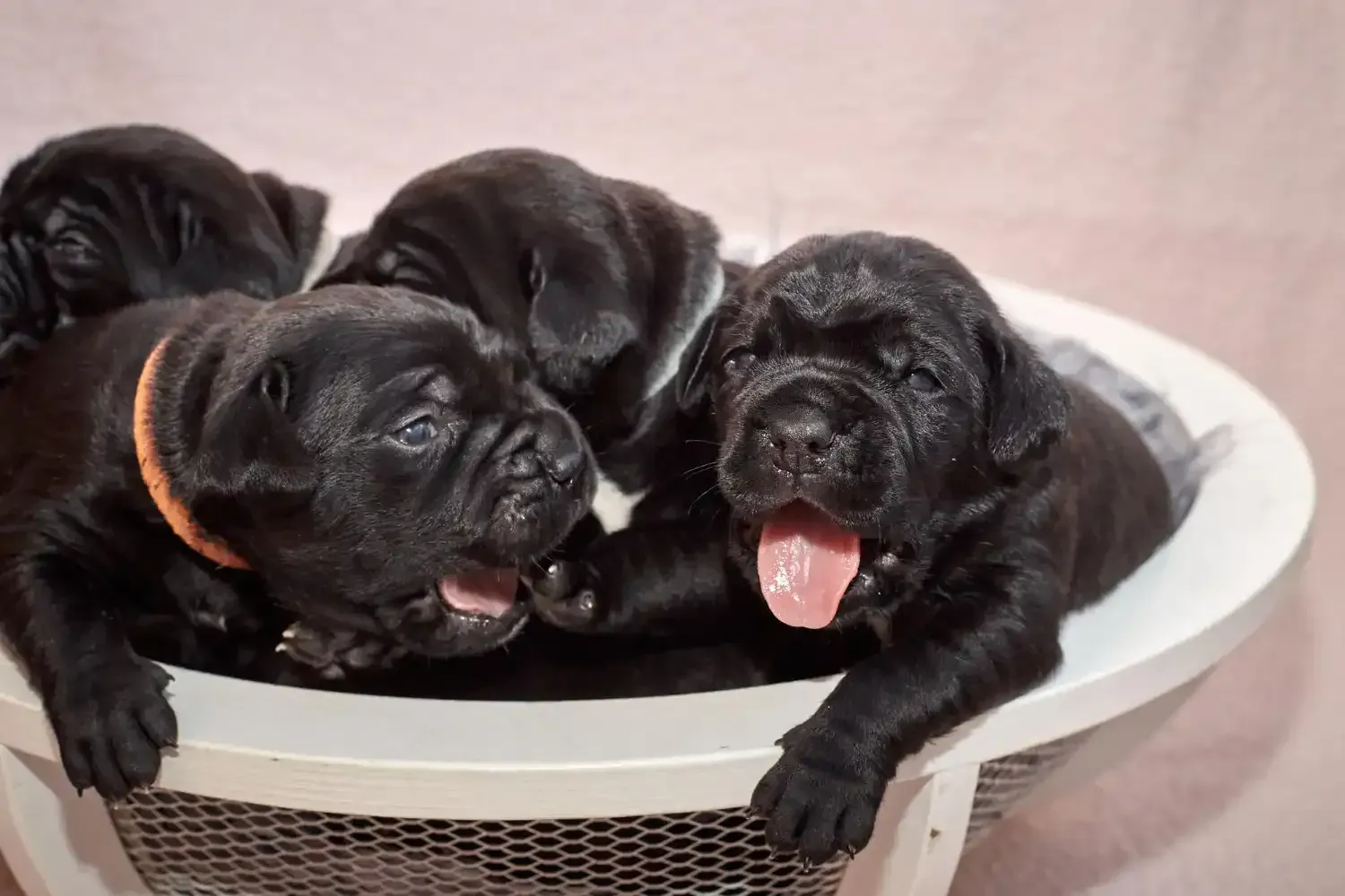 Three black puppies in a white basket, one with a pink tongue out