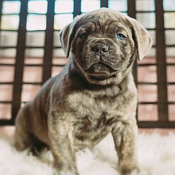 burlison's dog breeder