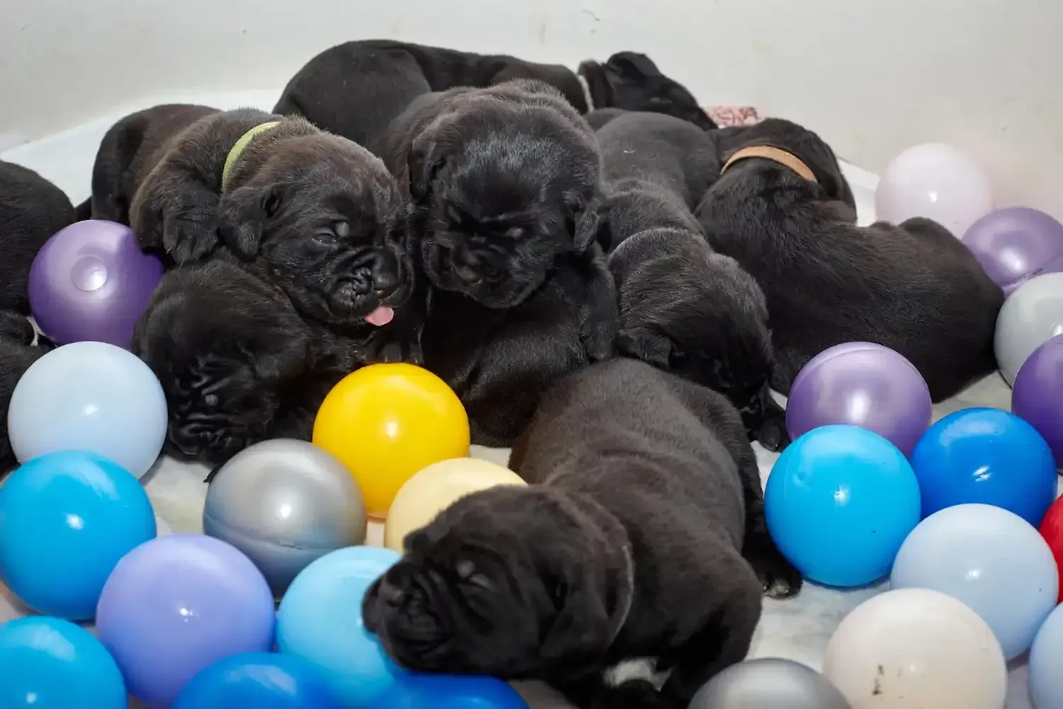 Sleeping black puppies nestled among colorful balls in a soft pile